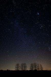 Low angle view of silhouette trees against star field