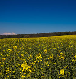 Scenic view of oilseed rape field against blue sky