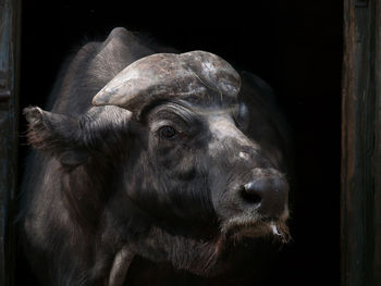 Close-up portrait of cow