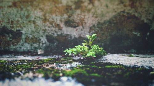 Close-up of moss growing on wall