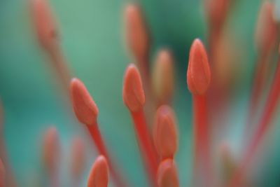 Close-up of flowering plant