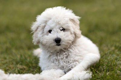 Portrait of a white poodle puppy outdoors