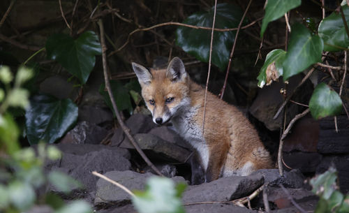 Fox emerging from the den