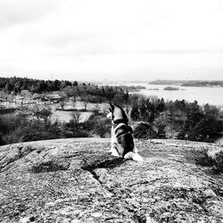 Siberian husky dog sitting on hill