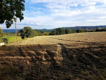 Scenic view of agricultural field against sky