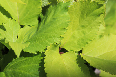 Close-up of green leaves