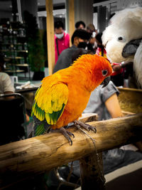 Close-up of bird perching on yellow outdoors