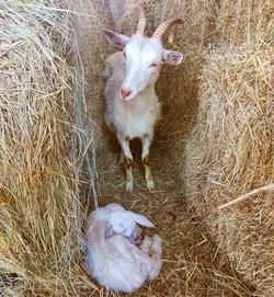 High angle portrait of sheep on hay