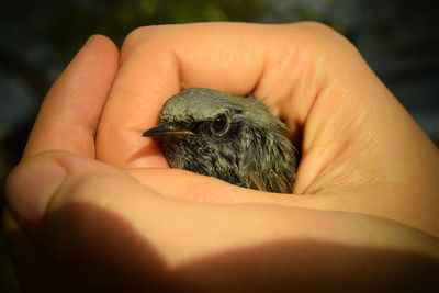 Close-up of hand holding small bird