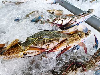 High angle view of crab on ice for sale