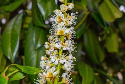 Close-up of flowering plant