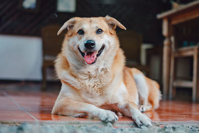 Portrait of dog relaxing on floor at home