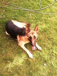 High angle portrait of dog on field