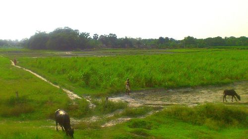 Horses grazing on grassy field