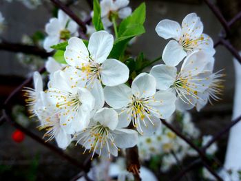 Close-up of white cherry blossom