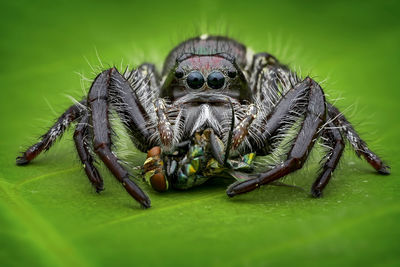 Close-up of spider