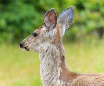 Close-up of goat on grass
