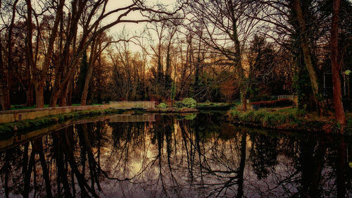 Reflection of trees in lake against sky