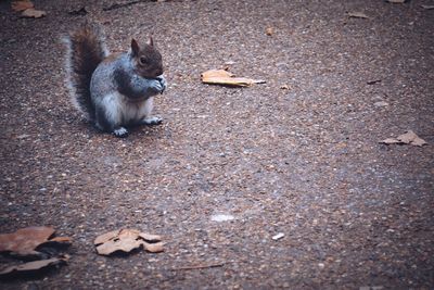 Squirrel sitting on ground