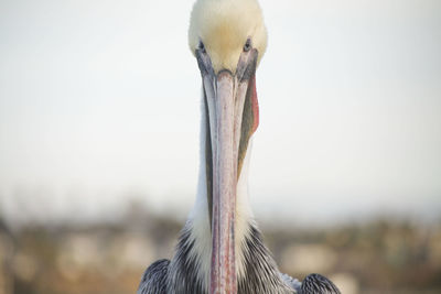 Close-up of bird against sky