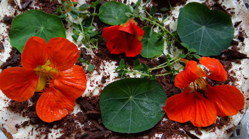 Close-up of hibiscus blooming outdoors