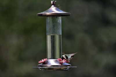 Close-up of bird feeder