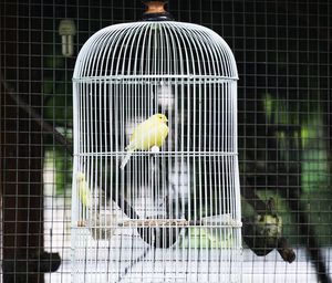 Close-up of bird perching in cage