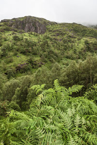 Scenic view of forest