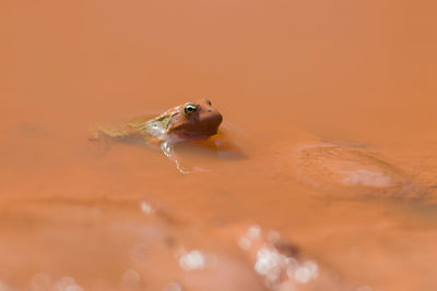 Close-up of crab on sand