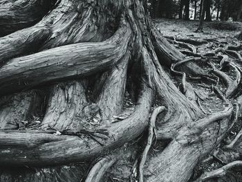Close-up of tree trunk in forest