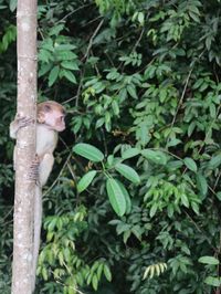 View of monkey on tree