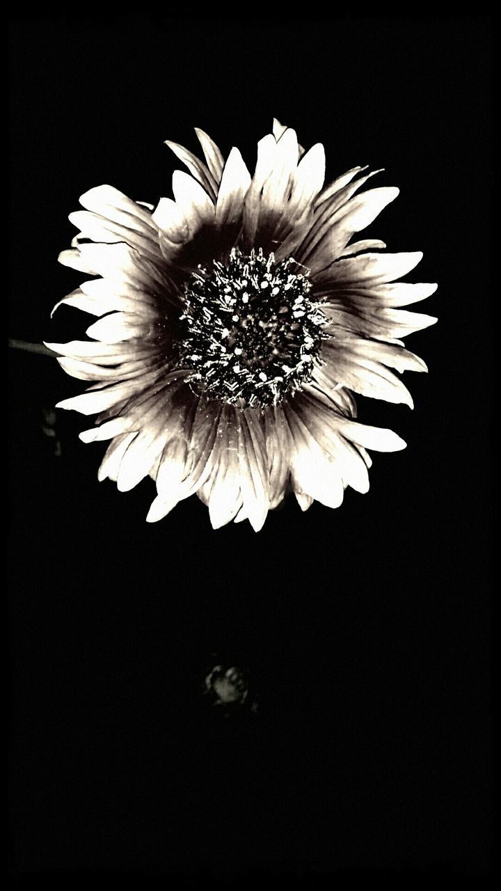 CLOSE-UP OF FLOWERS OVER BLACK BACKGROUND