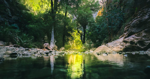 Trees by lake in forest