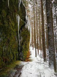 Trees in forest during winter