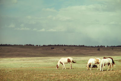 Sheep grazing on grassy field