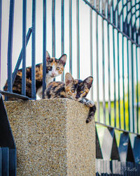 Cats on a fence