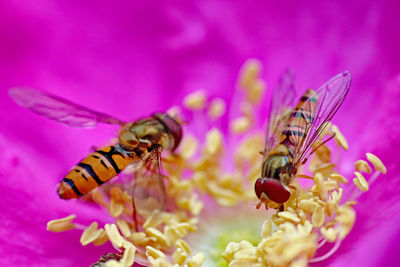 Close-up of bee pollinating on pink flower
