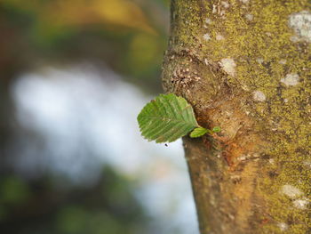 Close-up of leaf on tree trunk