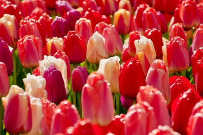 Full frame shot of red flowering plants