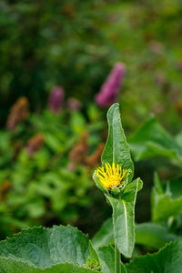 Close-up of insect on yellow flower