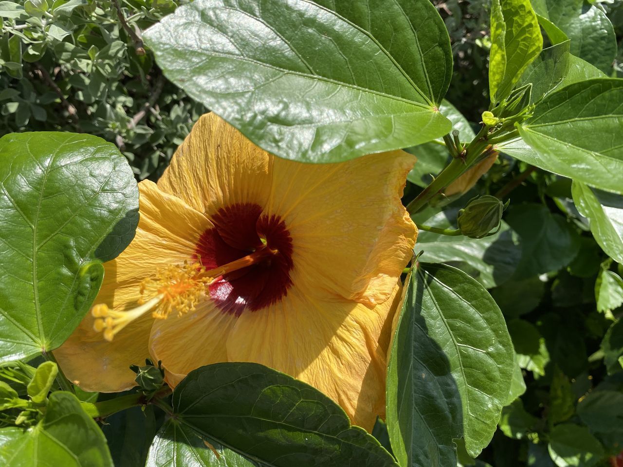 CLOSE-UP OF HIBISCUS ON GREEN PLANT