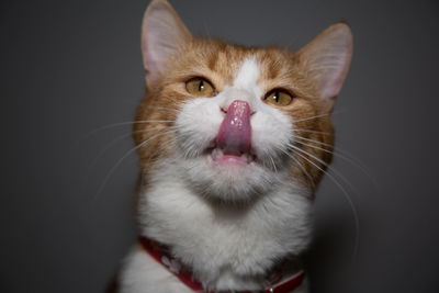 Close-up portrait of cat against black background