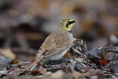 Close-up of bird perching on wood