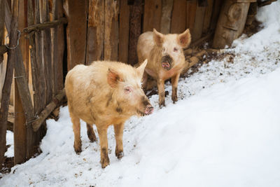 Sheep on snow during winter