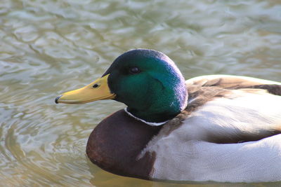 Close-up of mallard duck swimming on lake