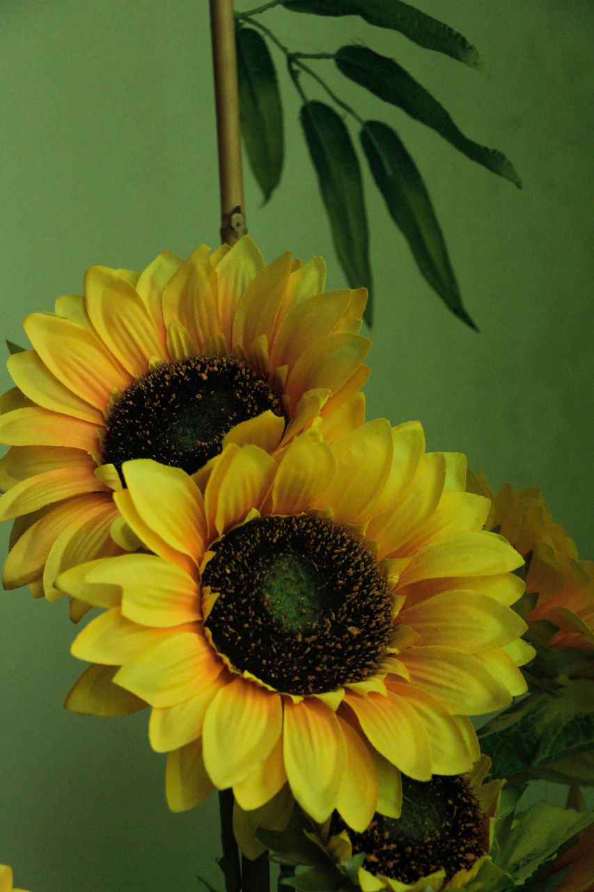 CLOSE-UP OF SUNFLOWER BLOOMING