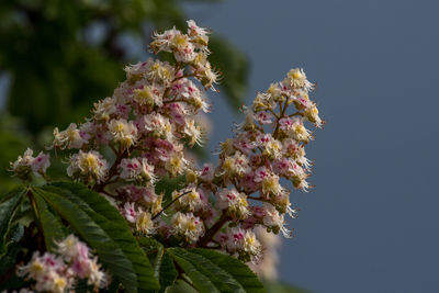 Low angle view of pink flowering plant against sky