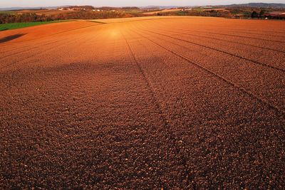 Scenic view of agricultural field