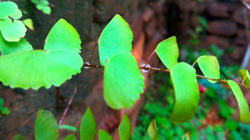 Close-up of fresh green plant