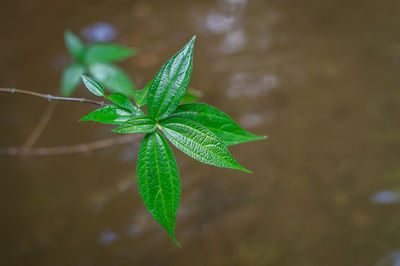 Close-up of fresh green plant